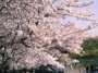 お花見場所取り代行＆コンパニオン派遣！