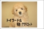 仔犬情報　トイプードル入店しました