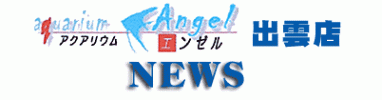アクアリウム・エンゼル　出雲店