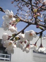 ご近所の桜の開花状況はどんな感じですか？