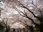 川崎市高津区で桜の名所と言えば？