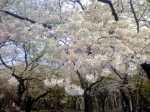 代々木公園の桜でお花見。