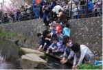 第13回　平瀬川桜祭りと稚鮎放流会のご案内