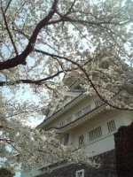 千葉城の桜