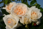 第11回 国際バラとガーデニングショウ International Roses & Gardening Show 2009 ～色彩の庭～