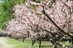 梅の花咲く　鏡神社　梅苑