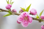 第3回　桜ウォーク鹿嶋神の道：三社詣り
