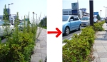 みんなで(めいめいに)草取りしませんか？？