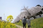 【占い】大好きな人と桜のシーズンを過ごしませんか？