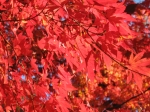 新宿御苑の紅葉を観てきました