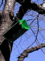 桜の木に「緑の小箱」？