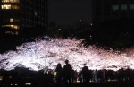 浜離宮　桜のライトアップ