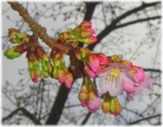 いたみ緑歩道南端の「ひかん桜」開花！