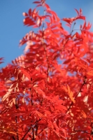 紅葉の心構え