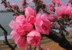 瑞ｹ池公園の桜と南京桃。。きれいでっせ！！
