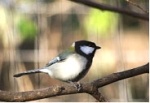 善福寺公園　野鳥観察会～身近な冬鳥と親しもう～
