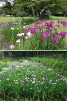 浜離宮恩賜庭園「紫陽花を楽しむ会」