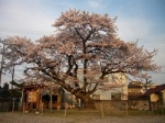 写真展【旧三日市小学校の百年桜の生い立ち】