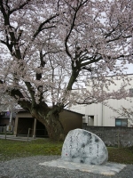 旧三日市小学校の百年桜を観る会＆お茶会（黒部市指定天然記念物）