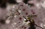 あなたの町の桜の開花状況を教えてください！