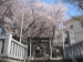 馬絹神社の桜