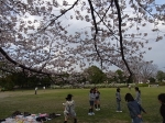 桜開花情報　沼辺公園