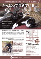東日本大震災・被災動物シェルター『にゃんだーガード』写真展