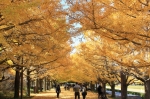 国営昭和記念公園のイチョウ並木の黄葉が見頃です。（2012/11/16）