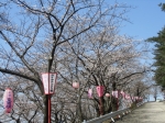 宮野山　桜まつり