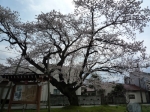 旧三日市小学校の百年桜を観る会＆お茶会