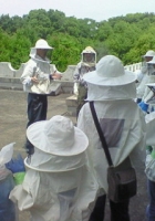 【伊丹市昆虫館】ミツバチ観察会