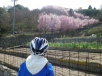 江の浦の早咲き海道桜が満開