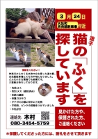 迷子猫のふくを見かけませんでしたか？