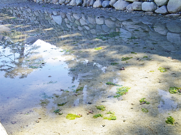 高松城の北、海藻が漂う干潟のような水辺