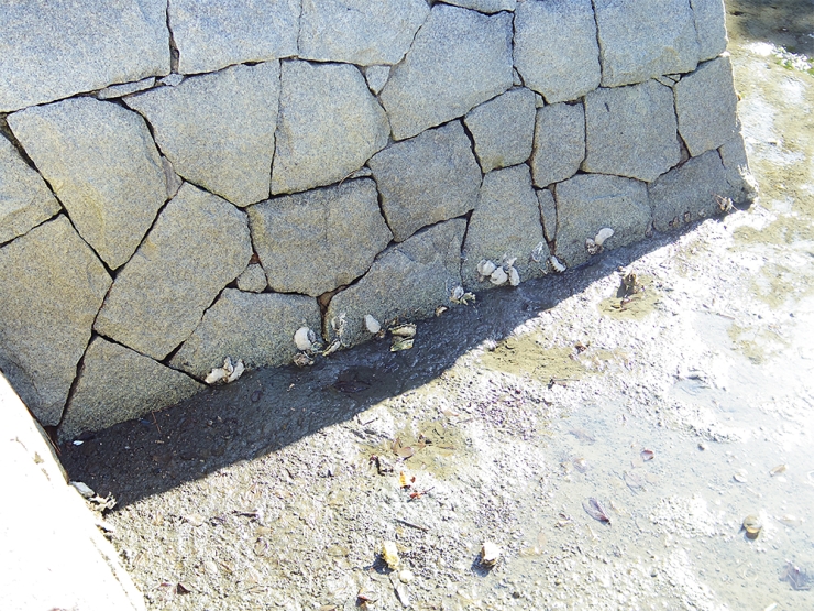 石垣に付着する貝類