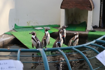 和歌山城公園動物園のかわいいペンギンたち