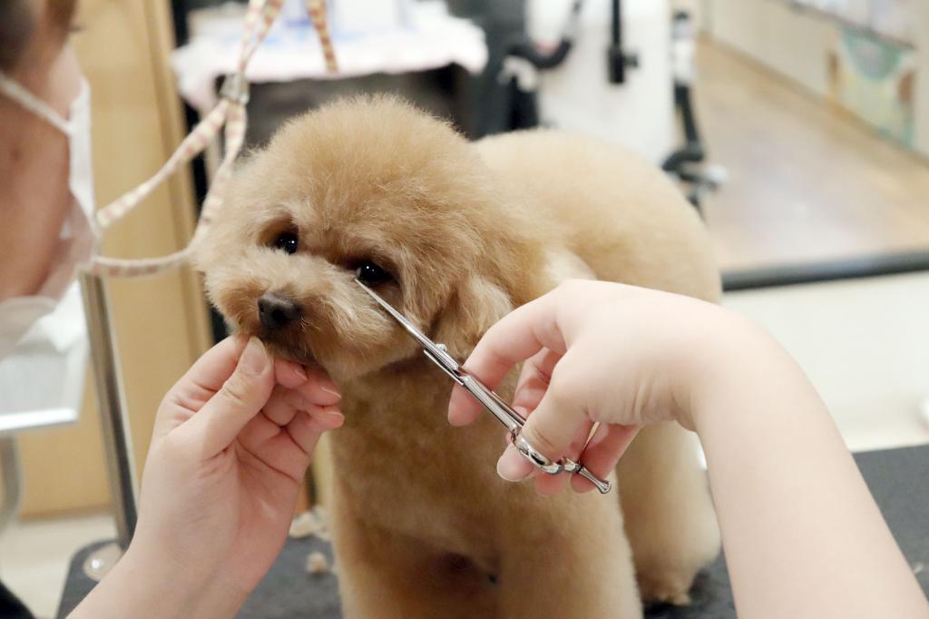 Dog Cat Jokerグリーンスプリングス立川店 求人情報 まいぷれ 立川市